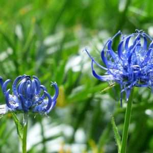 artiglio-del-diavolo-fiori