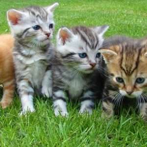 proteine vegetali cani gatti gatti