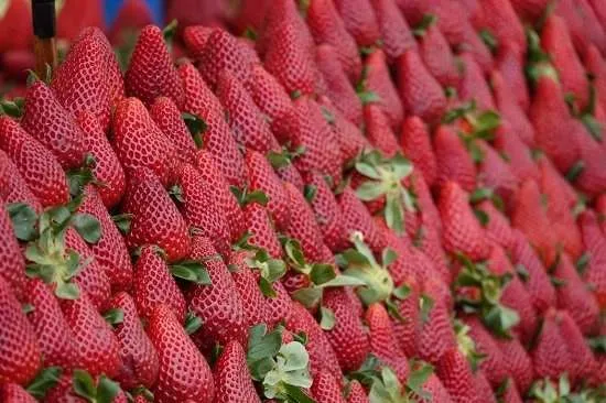 fragole